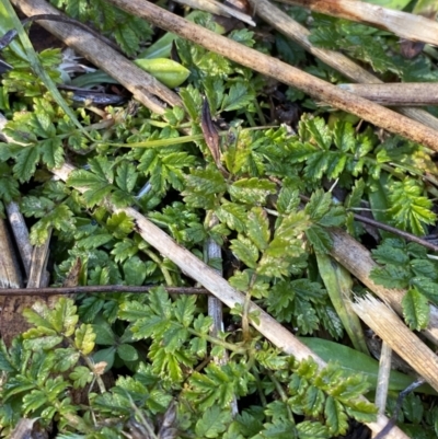 Acaena novae-zelandiae (Bidgee Widgee) at Namadgi National Park - 27 May 2023 by Tapirlord