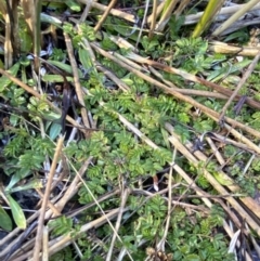 Acaena novae-zelandiae at Rendezvous Creek, ACT - 27 May 2023