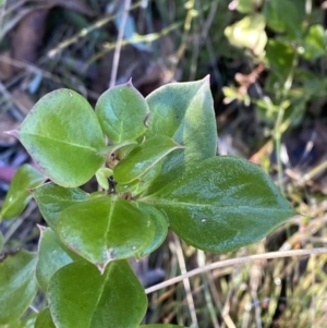 Coprosma hirtella at Rendezvous Creek, ACT - 27 May 2023 11:08 AM