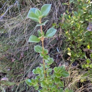 Coprosma hirtella at Rendezvous Creek, ACT - 27 May 2023 11:08 AM