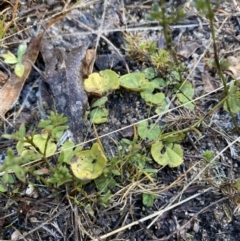 Dichondra repens (Kidney Weed) at Rendezvous Creek, ACT - 27 May 2023 by Tapirlord