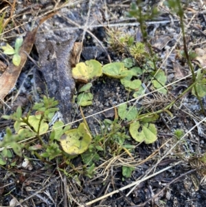 Dichondra repens at Rendezvous Creek, ACT - 27 May 2023