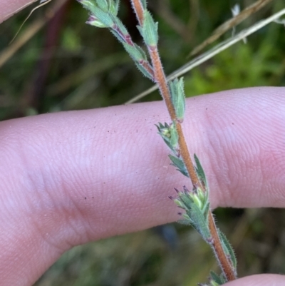 Leucopogon microphyllus var. pilibundus (Hairy Beard Heath) at Rendezvous Creek, ACT - 27 May 2023 by Tapirlord