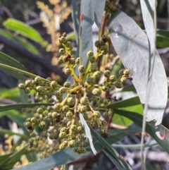 Acacia rubida (Red-stemmed Wattle, Red-leaved Wattle) at Rendezvous Creek, ACT - 27 May 2023 by Tapirlord