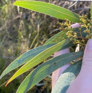 Acacia rubida at Rendezvous Creek, ACT - 27 May 2023