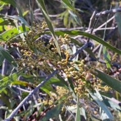 Acacia rubida at Rendezvous Creek, ACT - 27 May 2023