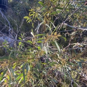 Acacia rubida at Rendezvous Creek, ACT - 27 May 2023 11:06 AM