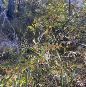 Acacia rubida at Rendezvous Creek, ACT - 27 May 2023