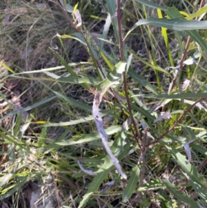 Lomatia myricoides at Rendezvous Creek, ACT - 27 May 2023