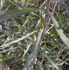 Lomatia myricoides at Rendezvous Creek, ACT - 27 May 2023 11:05 AM