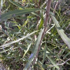 Lomatia myricoides at Rendezvous Creek, ACT - 27 May 2023