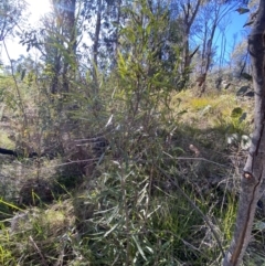 Lomatia myricoides at Rendezvous Creek, ACT - 27 May 2023 11:05 AM