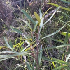 Lomatia myricoides at Rendezvous Creek, ACT - 27 May 2023