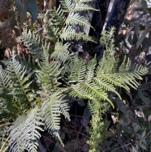 Pteridium esculentum at Rendezvous Creek, ACT - 27 May 2023 11:05 AM