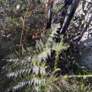 Pteridium esculentum at Rendezvous Creek, ACT - 27 May 2023 11:05 AM