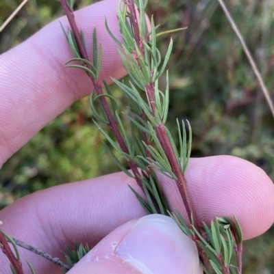 Gompholobium huegelii (pale wedge–pea) at Rendezvous Creek, ACT - 27 May 2023 by Tapirlord