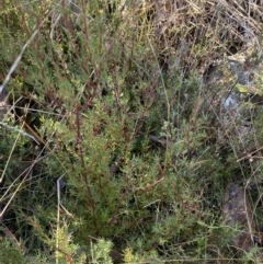 Gompholobium huegelii at Rendezvous Creek, ACT - 27 May 2023