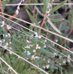 Monotoca scoparia (Broom Heath) at Rendezvous Creek, ACT - 27 May 2023 by Tapirlord