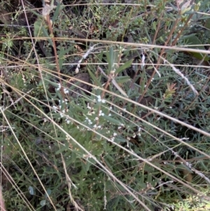 Monotoca scoparia at Rendezvous Creek, ACT - 27 May 2023