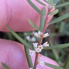 Monotoca scoparia at Rendezvous Creek, ACT - 27 May 2023 11:04 AM