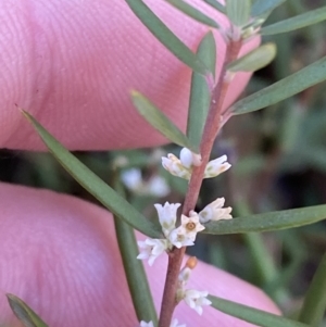 Monotoca scoparia at Rendezvous Creek, ACT - 27 May 2023 11:04 AM