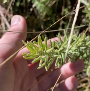 Grevillea lanigera at Rendezvous Creek, ACT - 27 May 2023