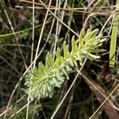 Grevillea lanigera at Rendezvous Creek, ACT - 27 May 2023 11:03 AM