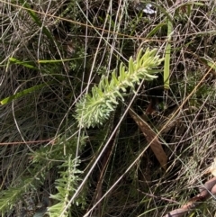 Grevillea lanigera at Rendezvous Creek, ACT - 27 May 2023 11:03 AM