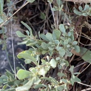 Hibbertia obtusifolia at Rendezvous Creek, ACT - 27 May 2023 11:03 AM