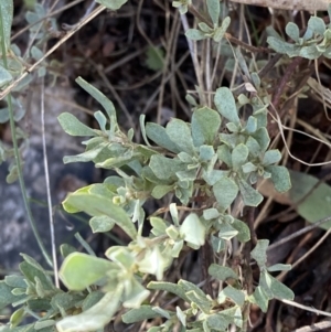 Hibbertia obtusifolia at Rendezvous Creek, ACT - 27 May 2023