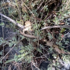 Hibbertia obtusifolia at Rendezvous Creek, ACT - 27 May 2023