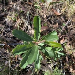 Banksia marginata (Silver Banksia) at Rendezvous Creek, ACT - 27 May 2023 by Tapirlord