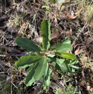 Banksia marginata at Rendezvous Creek, ACT - 27 May 2023 11:03 AM