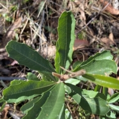 Banksia marginata at Rendezvous Creek, ACT - 27 May 2023 11:03 AM