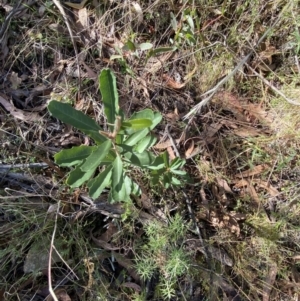 Banksia marginata at Rendezvous Creek, ACT - 27 May 2023 11:03 AM