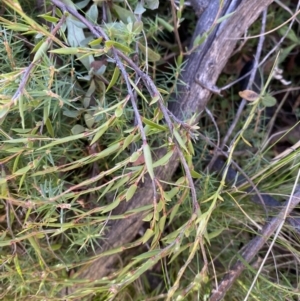 Leucopogon virgatus at Rendezvous Creek, ACT - 27 May 2023