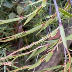 Leucopogon virgatus at Rendezvous Creek, ACT - 27 May 2023 11:02 AM