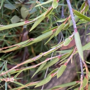 Leucopogon virgatus at Rendezvous Creek, ACT - 27 May 2023