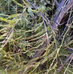 Leucopogon virgatus at Rendezvous Creek, ACT - 27 May 2023 11:02 AM