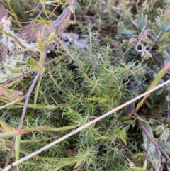 Acrotriche serrulata (Ground-berry) at Rendezvous Creek, ACT - 27 May 2023 by Tapirlord