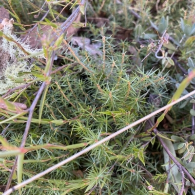 Acrotriche serrulata (Ground-berry) at Rendezvous Creek, ACT - 27 May 2023 by Tapirlord