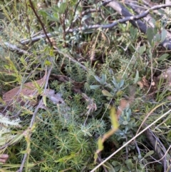 Acrotriche serrulata at Rendezvous Creek, ACT - 27 May 2023