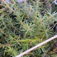 Acrotriche serrulata at Rendezvous Creek, ACT - 27 May 2023