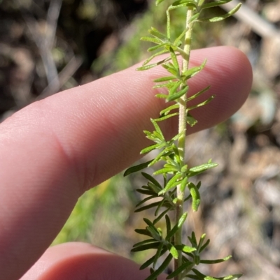 Cassinia aculeata subsp. aculeata (Dolly Bush, Common Cassinia, Dogwood) at Rendezvous Creek, ACT - 27 May 2023 by Tapirlord