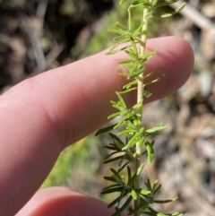 Cassinia aculeata subsp. aculeata (Dolly Bush, Common Cassinia, Dogwood) at Rendezvous Creek, ACT - 27 May 2023 by Tapirlord