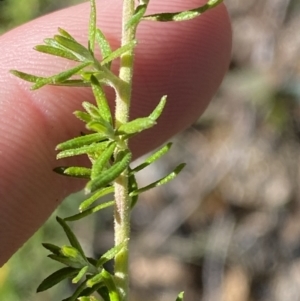 Cassinia aculeata subsp. aculeata at Rendezvous Creek, ACT - 27 May 2023