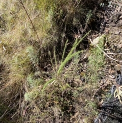 Cassinia aculeata subsp. aculeata at Rendezvous Creek, ACT - 27 May 2023