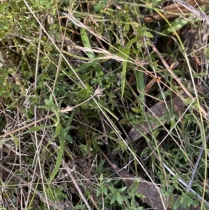 Gonocarpus tetragynus at Rendezvous Creek, ACT - 27 May 2023 11:01 AM