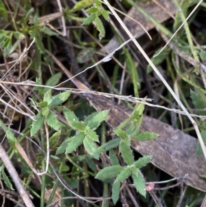 Gonocarpus tetragynus at Rendezvous Creek, ACT - 27 May 2023 11:01 AM