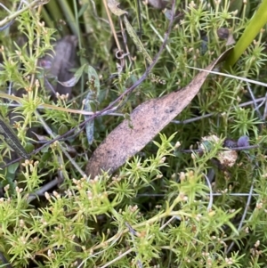 Scleranthus biflorus at Rendezvous Creek, ACT - 27 May 2023